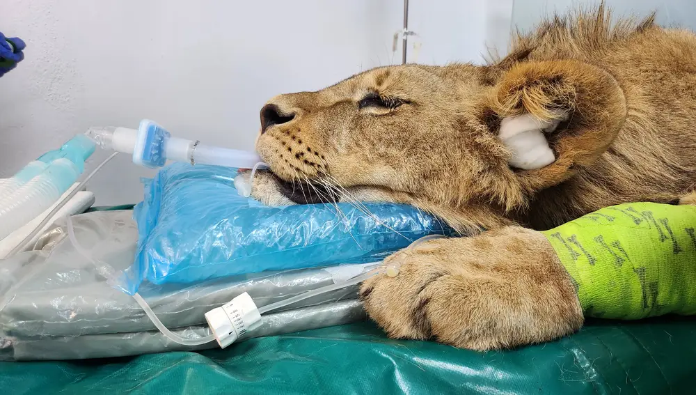 Dos leoneses africanos del Parque Natural de Cabárceno reciben un tratamiento pionero en el Hospital Veterinario de la Universidad de León