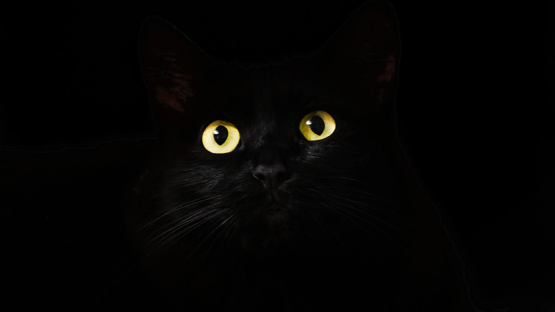 Gatos