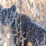 Uraclio, el lince localizado en Madrid.
