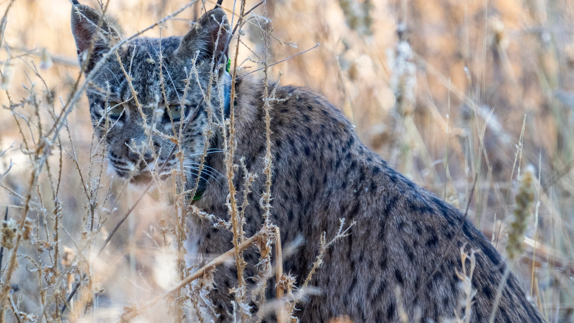 Uraclio, el lince localizado en Madrid.