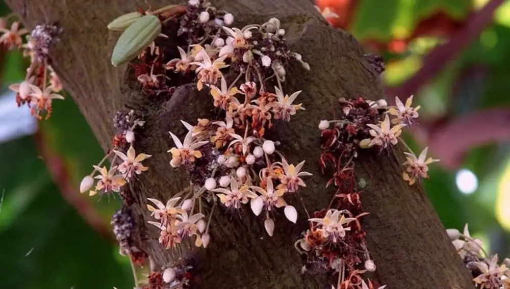 Flores del árbol del chocolate