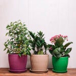 El objeto que debes colocar en las macetas de las plantas para evitar las plagas de insectos