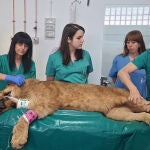 Dos leoneses africanos del Parque Natural de Cabárceno reciben un tratamiento pionero en el Hospital Veterinario de la Universidad de León