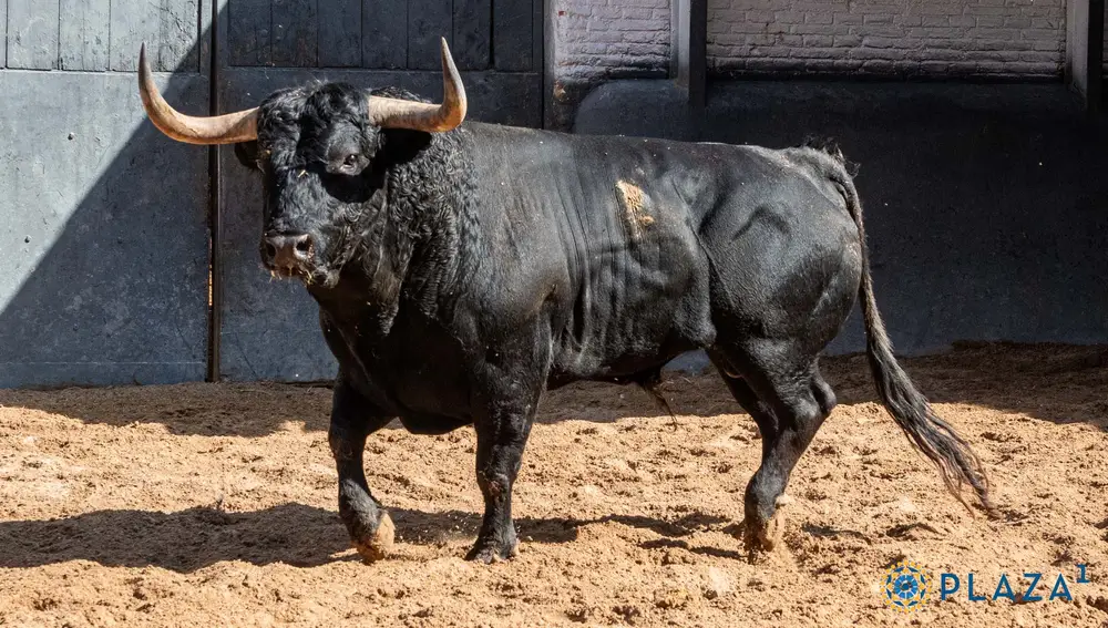 "Jocosillo", nº 56