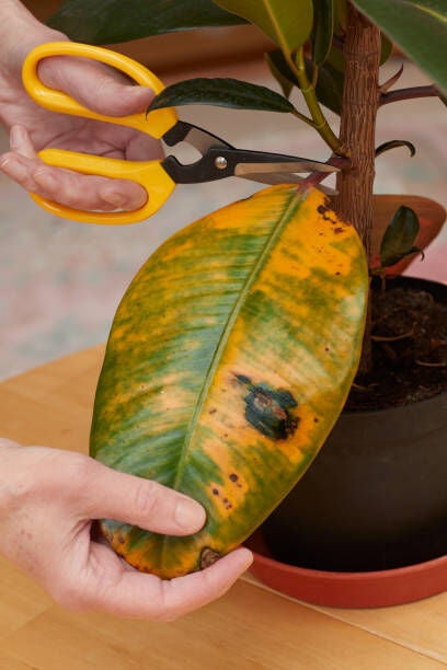 Hoja de planta quemada