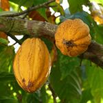 ¿Cómo se llama el árbol del que viene el chocolate? Poca gente lo sabe