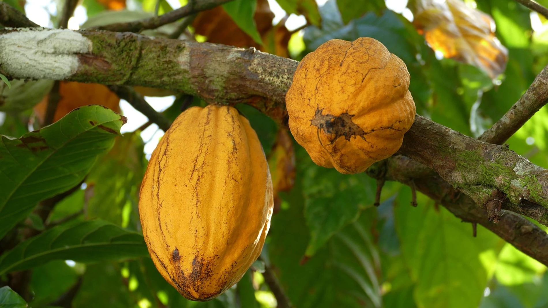 ¿Cómo se llama el árbol del que viene el chocolate? Poca gente lo sabe