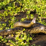 Hallan en el Amazonas la anaconda más grande del mundo: supera todos los récords
