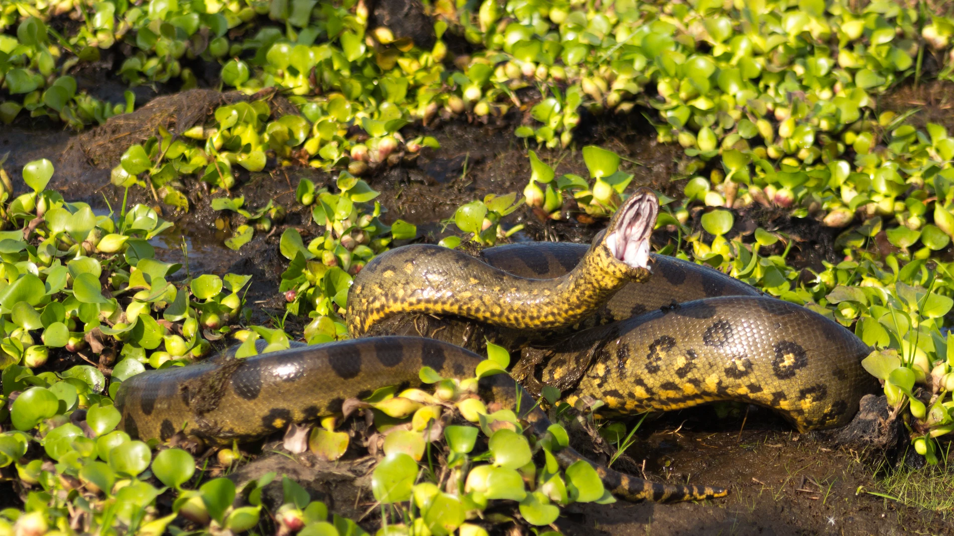 Hallan en el Amazonas la anaconda más grande del mundo: supera todos los récords