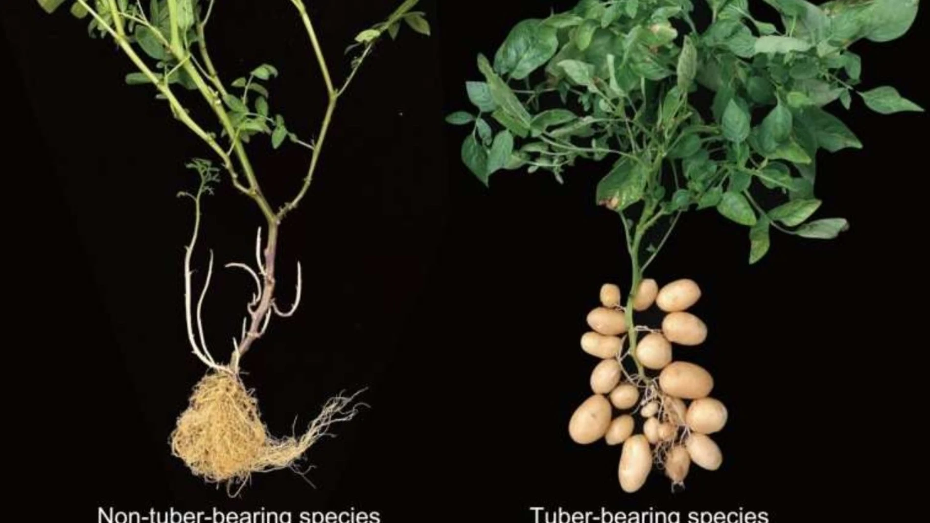 Especies de la planta de patata que producen y que no producen tubérculos REMITIDA / HANDOUT por YUXIN JIA AND PEI WANG Fotografía remitida a medios de comunicación exclusivamente para ilustrar la noticia a la que hace referencia la imagen, y citando la procedencia de la imagen en la firma 31/07/2025