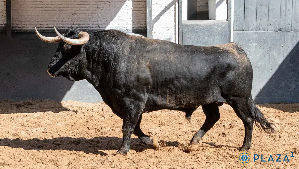 "Jaquito", nº 12