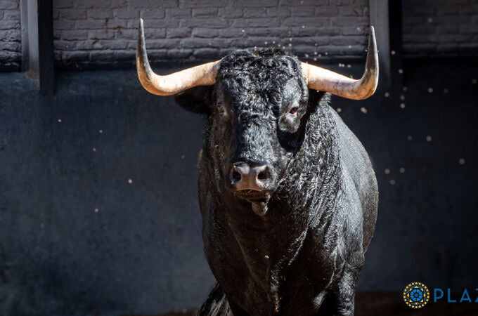 Estos son los impactantes toros de Juan Luis Fraile para la cita torista de esta noche en Las Ventas