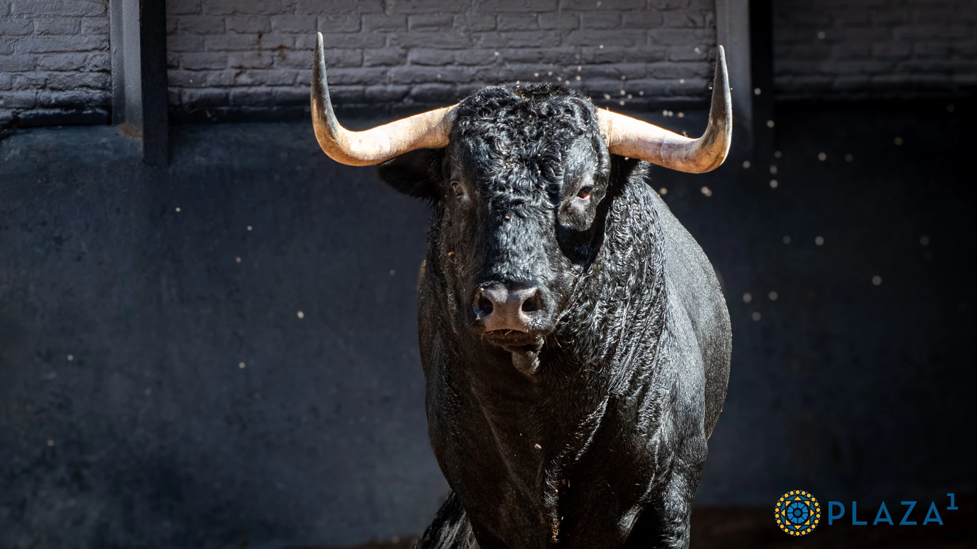 Estos son los impactantes toros de Juan Luis Fraile para la cita torista de esta noche en Las Ventas