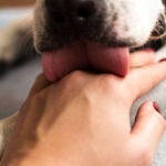 Imagen de archivo de un perro lamiéndo a su dueño 