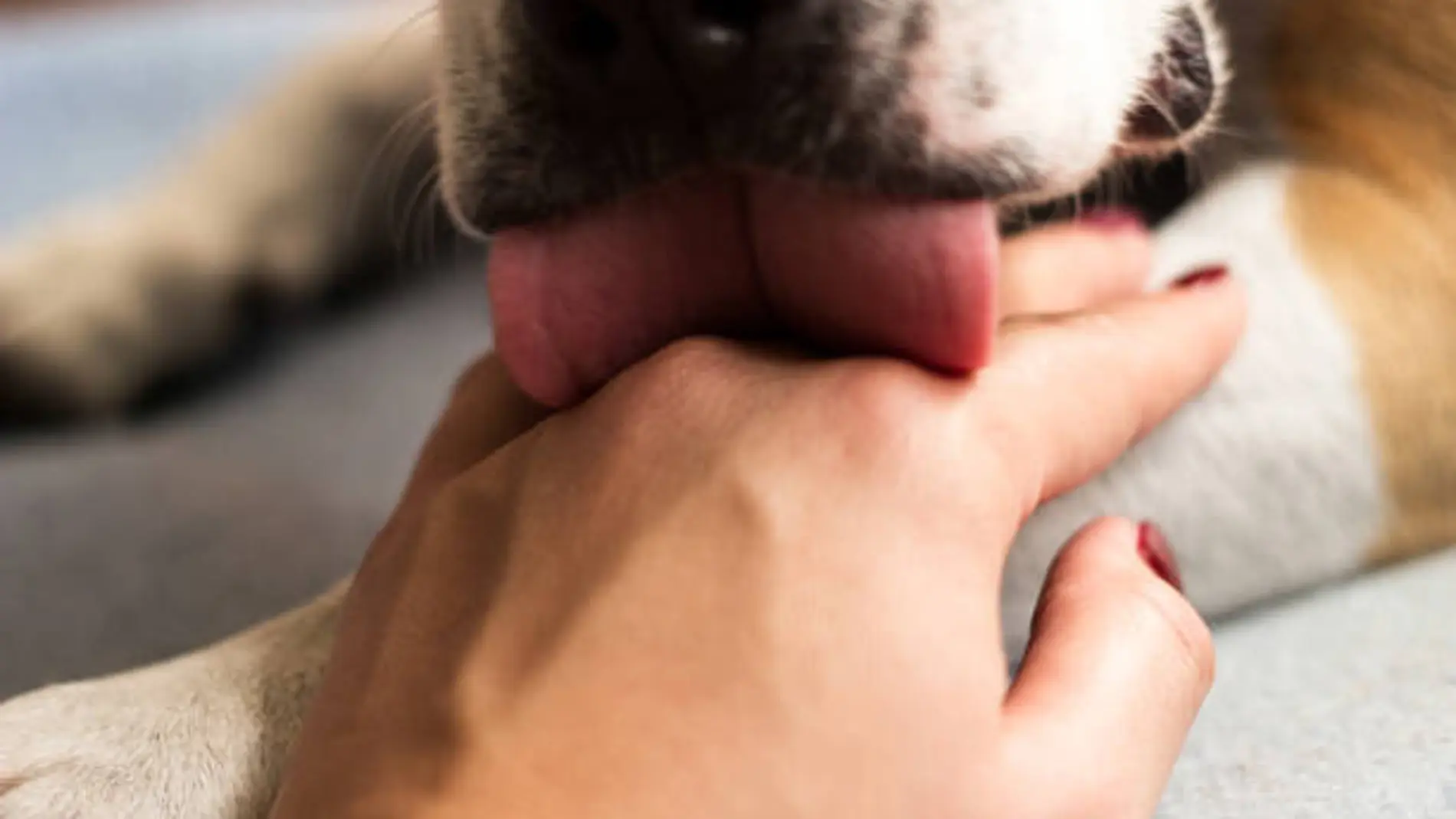 Imagen de archivo de un perro lamiéndo a su dueño