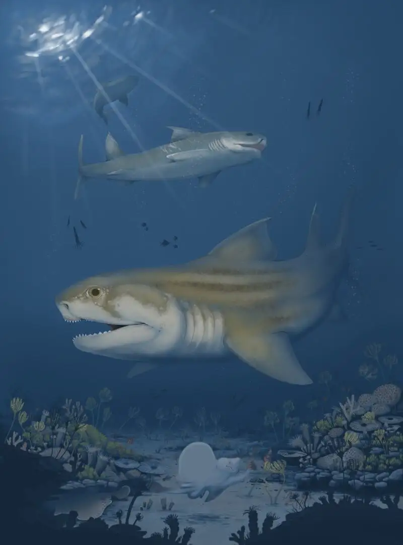 Reconstrucción de los nuevos tiburones ctenacantos del Misisipiense medio a tardío del Parque Nacional Mammoth Cave y el norte de Alabama