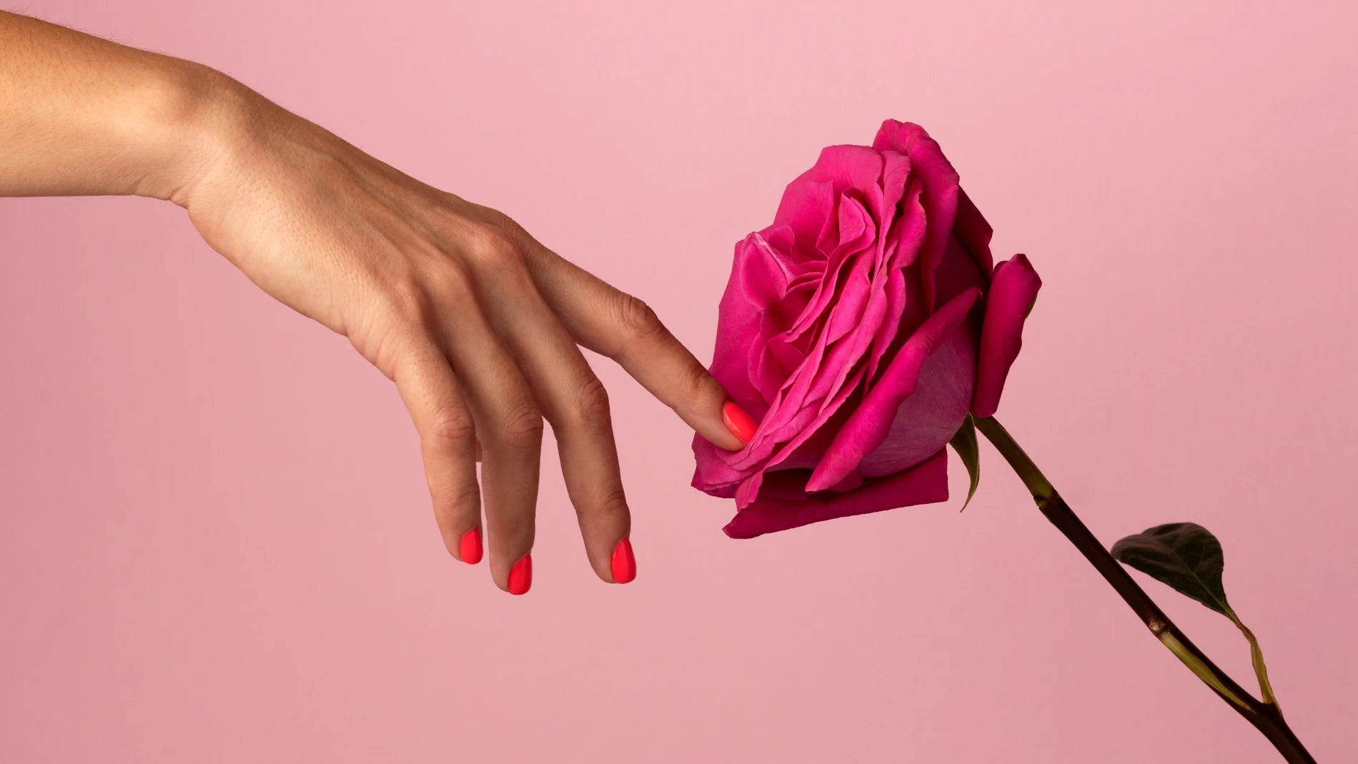 mano tocando una rosa