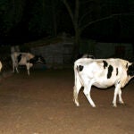 Explotación bovina en la provincia de Ávila