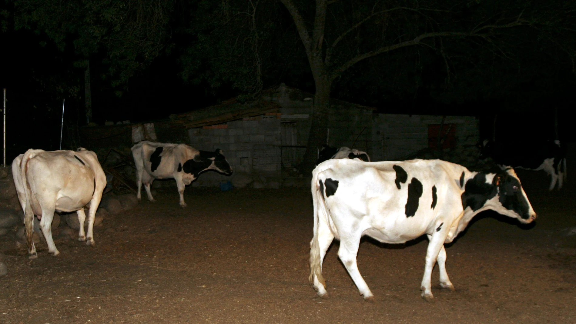 Explotación bovina en la provincia de Ávila