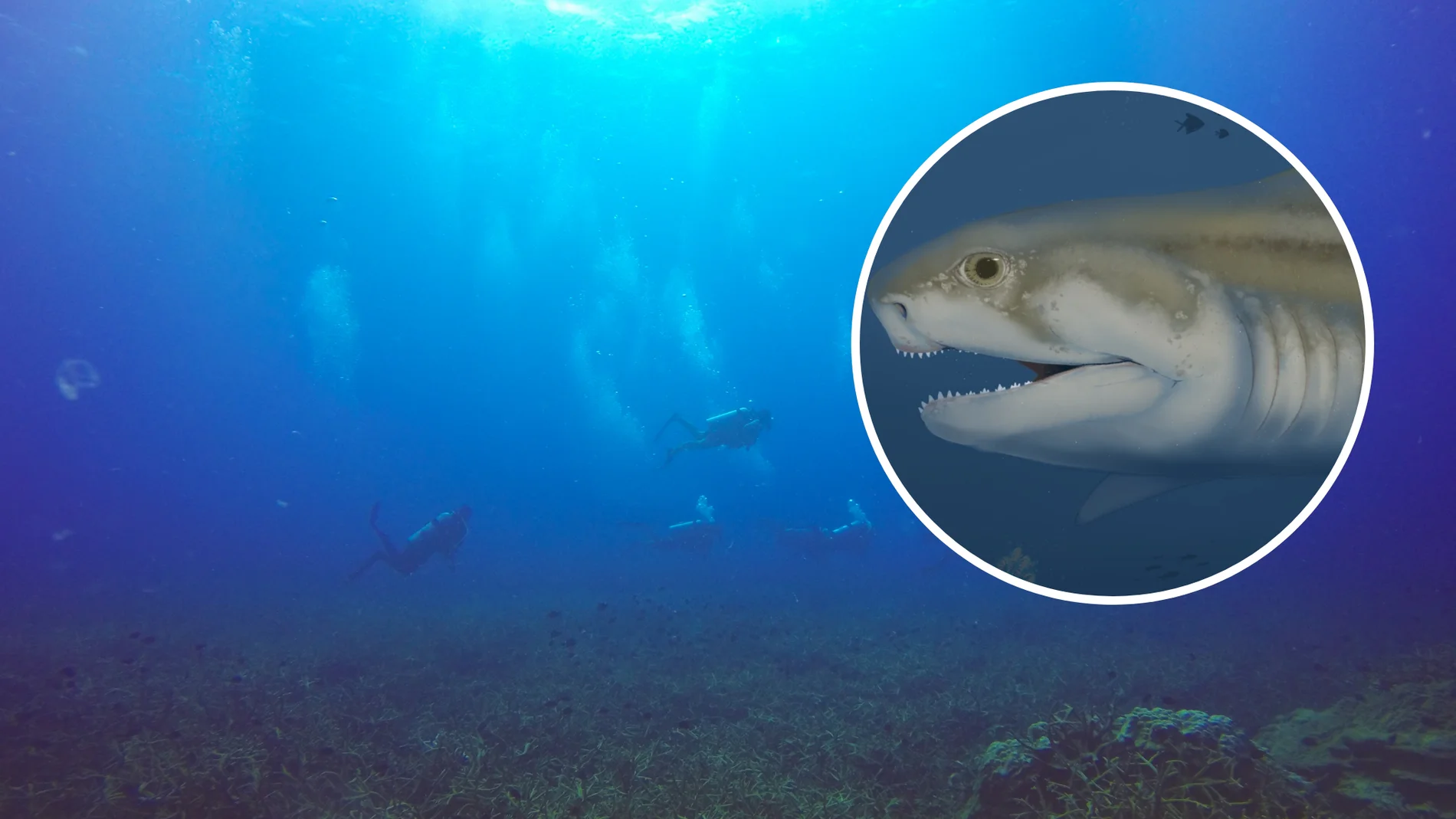 Descubren en las cuevas más grandes del mundo unos tiburones extintos hace 300 millones de años