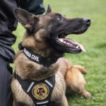 Un perro especializado permite hallar con vida al desaparecido en Villar del Puerto (León)