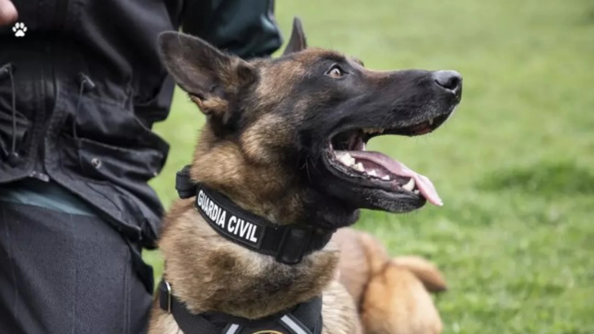 Un perro especializado permite hallar con vida al desaparecido en Villar del Puerto (León)