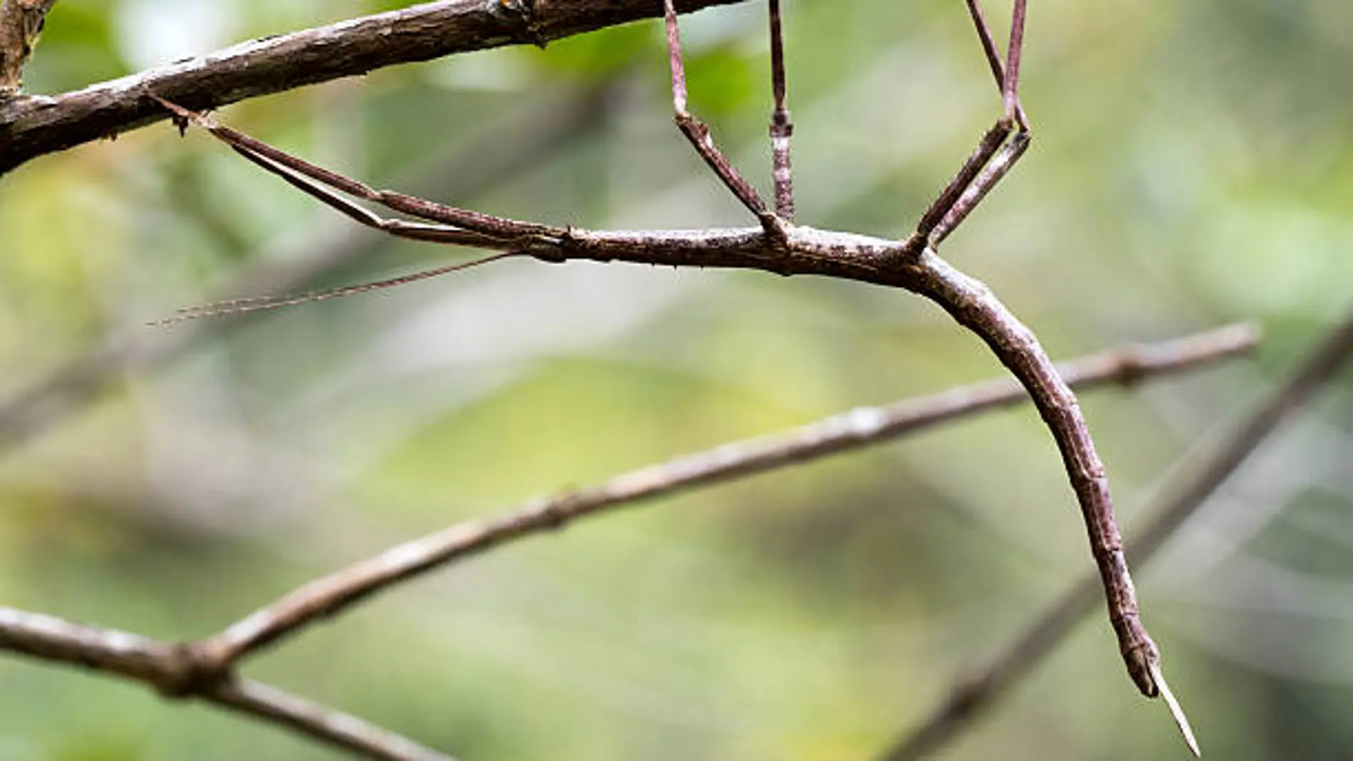 Imagen de archivo de un insecto palo