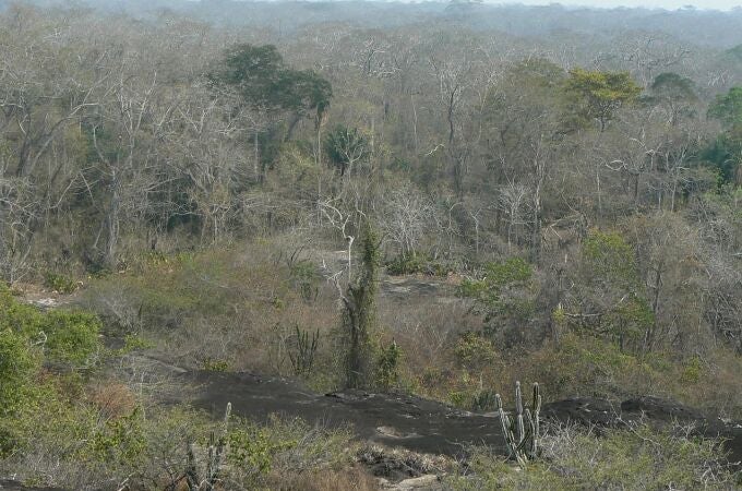 Las sequías han afectado de forma limitada al crecimiento de árboles tropicales en el último siglo, según un estudio