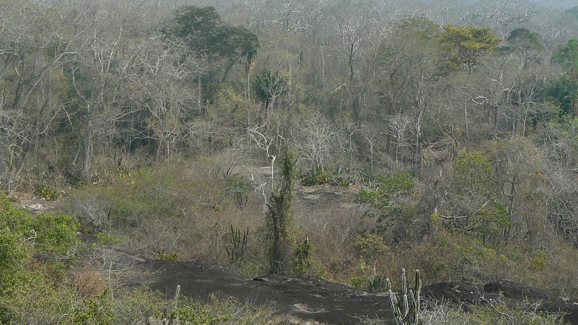 Bosque tropical seco (“bosque chiquitano”) durante la estación seca en el sudeste de Bolivia. REMITIDA / HANDOUT por J.J. CAMARERO, IPE-CSIC. Fotografía remitida a medios de comunicación exclusivamente para ilustrar la noticia a la que hace referencia la imagen, y citando la procedencia de la imagen en la firma 01/08/2025