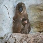 Sorpresa en Bioparc Valencia: Los visitantes viven en directo el parto de un primate en grave peligro de extinción
