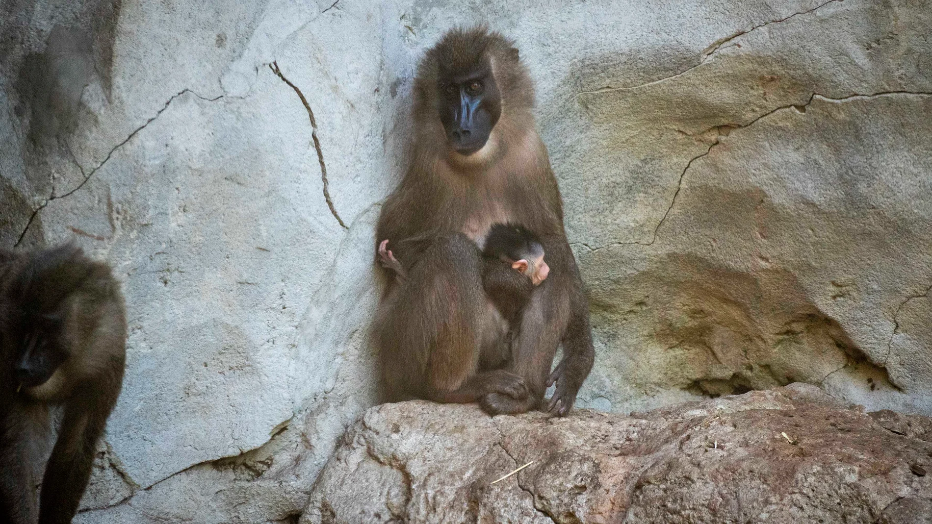 Sorpresa en Bioparc Valencia: Los visitantes viven en directo el parto de un primate en grave peligro de extinción
