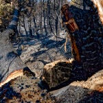 El incendio forestal de Ávila no sufre reproducciones tras una noche de trabajo productivo