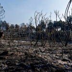 El incendio forestal de Ávila no sufre reproducciones tras una noche de trabajo productivo