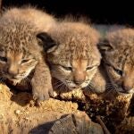 Los tres linces ibéricos nacidos en cautividad el 28 de marzo de 2005 en el centro de cría de El Acebuche del Parque Nacional de Doñana