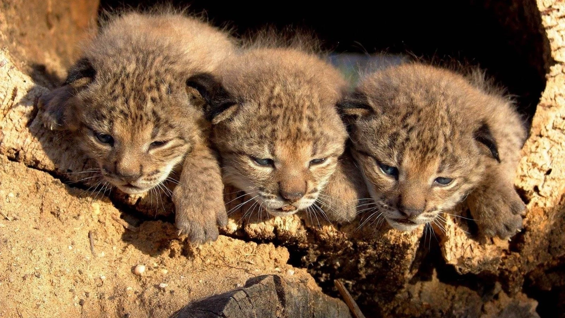 Los tres linces ibéricos nacidos en cautividad el 28 de marzo de 2005 en el centro de cría de El Acebuche del Parque Nacional de Doñana