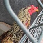 Granada.-Sucesos.- Un individuo puesto a disposición judicial por maltratar a once gallos en Churriana de la Vega