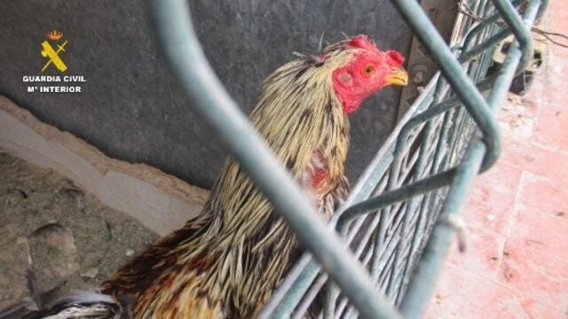 Imagen de uno de los gallos mutilados