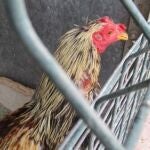 Imagen de uno de los gallos mutilados