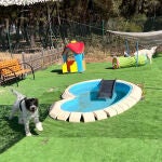 Centro Canino Las Cortes en Burgos