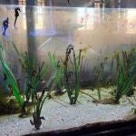 Siete empresas optan a diseñar el futuro Centro de Conservación del Mar Menor
