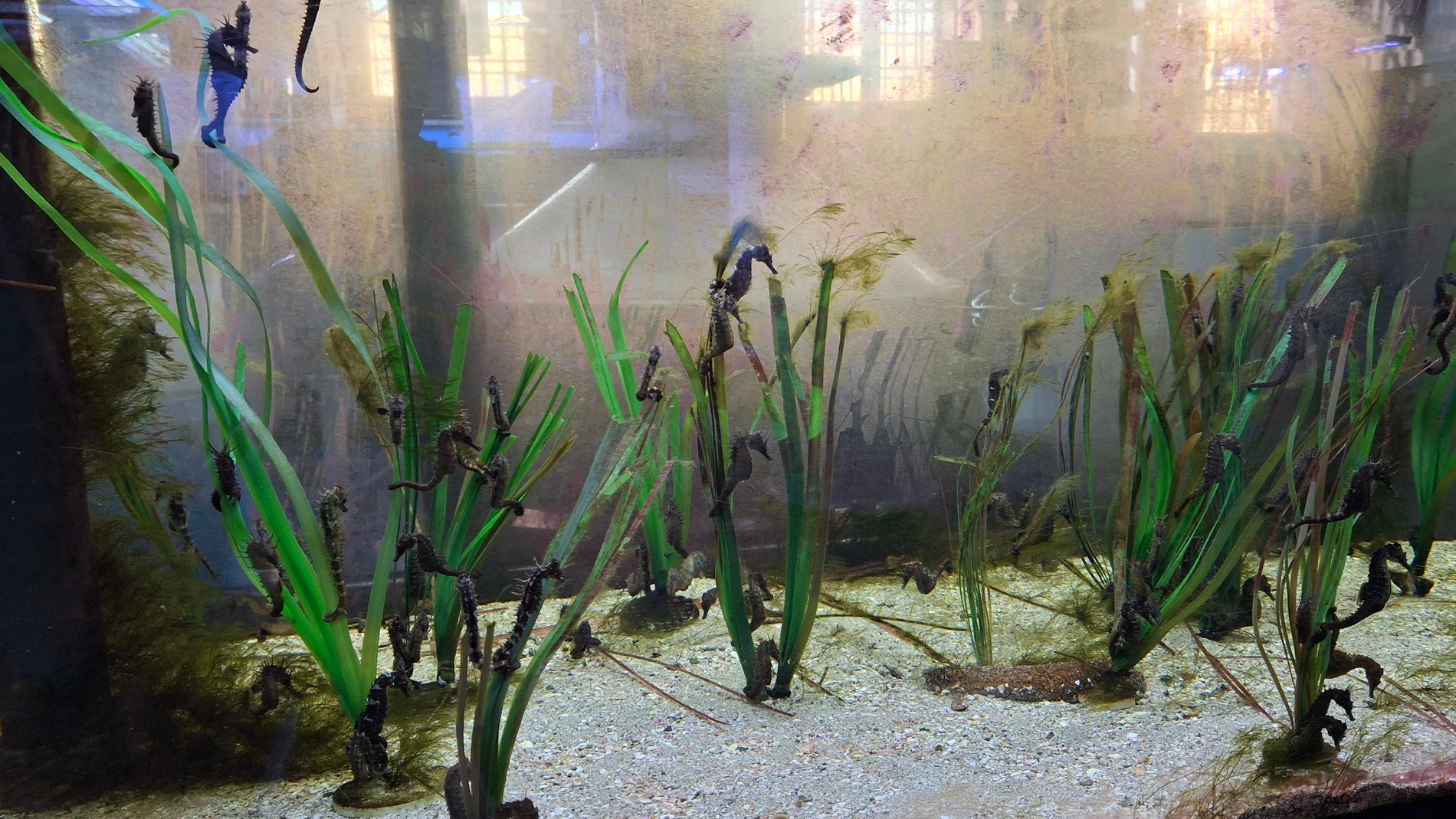Acuario del banco de especies del Mar Menor con caballitos de mar REMITIDA / HANDOUT por COMUNIDAD Fotografía remitida a medios de comunicación exclusivamente para ilustrar la noticia a la que hace referencia la imagen, y citando la procedencia de la imagen en la firma 02/08/2025