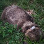 Una necropsia en León determinará las causas exactas de su muerte