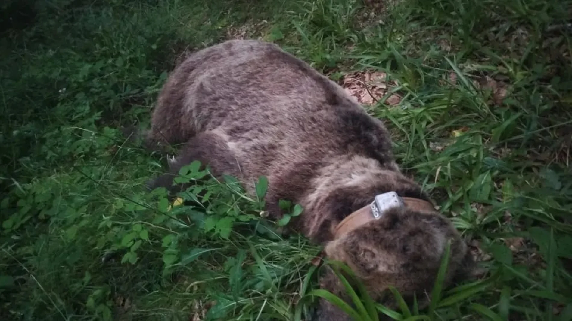 Una necropsia en León determinará las causas exactas de su muerte