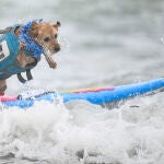 California Dog Surf Competition