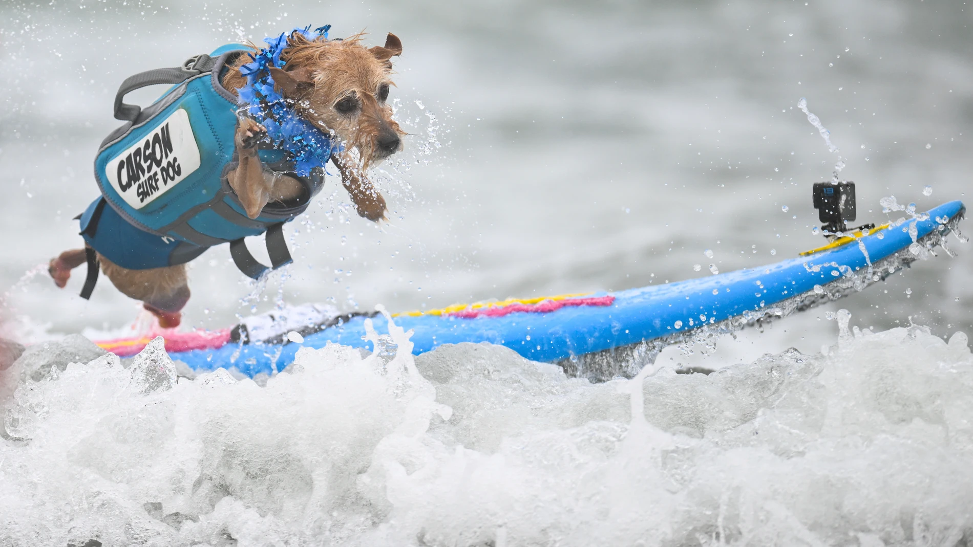 Carson Surf Dog jumps off his board after catching a wave during the World Dog Surfing Championships Saturday, Aug. 2, 2025, in Pacifica, Calif. (AP Photo/Eakin Howard)