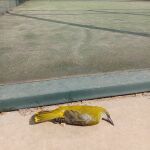 La Diputación de Ávila impulsa una campaña para proteger a las aves frene a los cristales de las pistas de pádel