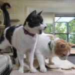 El santuario para gatos de Járkov brinda consuelo a los animales rescatados del frente