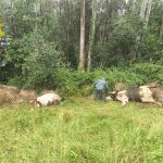 Sucesos.- Matan a tiros a tres vacas y la Guardia Civil investiga a un vecino de Pravia (Asturias)