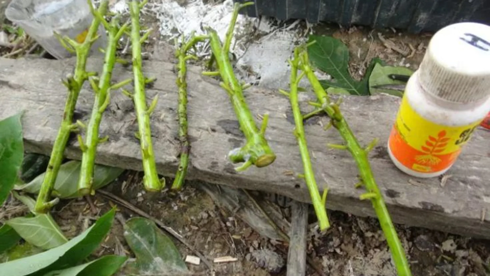 Cómo cultivar árboles de aguacate a partir de esquejes: esta es la mejor forma de hacerlo