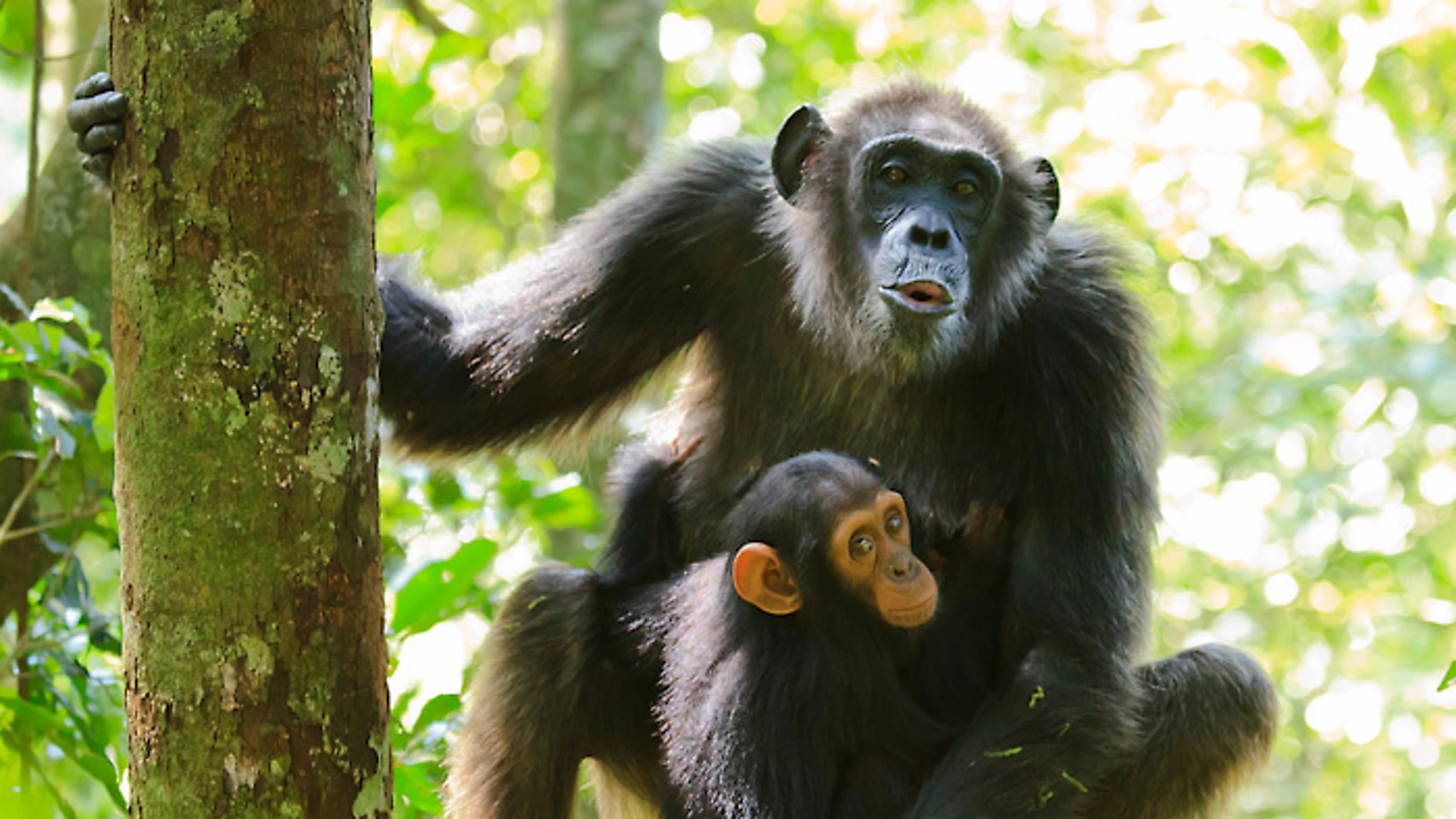 Una chimpancé madre vocaliza mientras su cría observa.